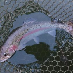 全面結氷！大安トラウトレイク